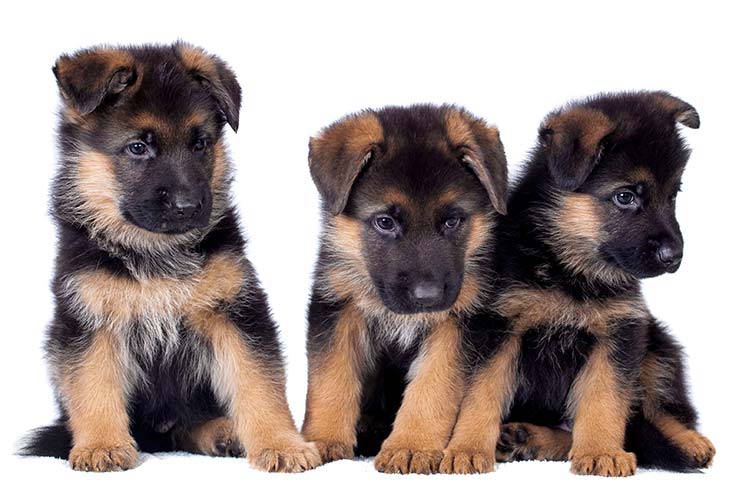 Three German Shepherd puppies with black and tan fur sit side by side against a white background, each looking in a different direction.