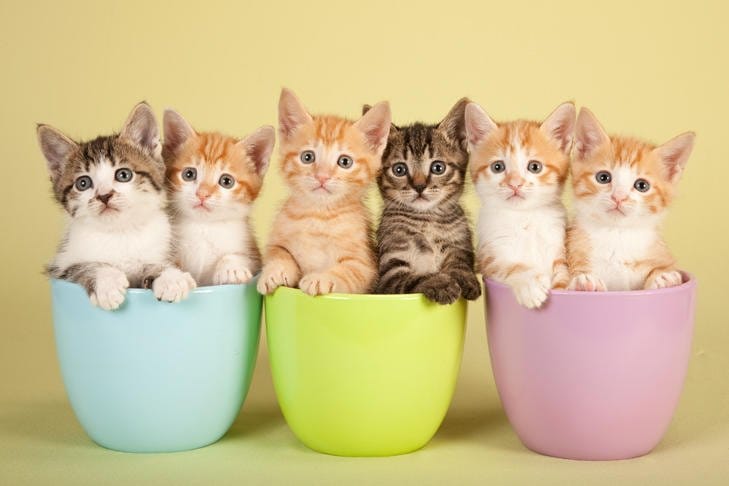 Six kittens, a mix of orange tabby, gray tabby, and white, sit inside pastel-colored pots (blue, green, and purple) against a light yellow background, looking curiously at the camera.