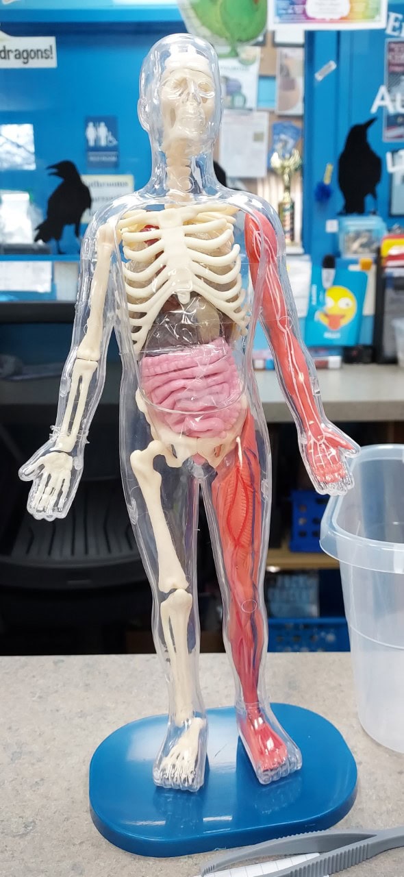 A human anatomy model on a blue base, showing bones, organs, and muscles inside a transparent shell, displayed on a countertop in a classroom or science lab with various posters and items in the background.